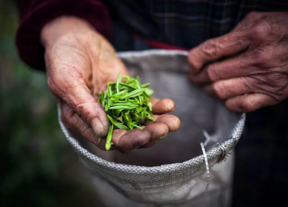 “明前茶，貴如金”